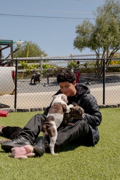 与法式和旧英式斗牛犬小狗一起玩耍