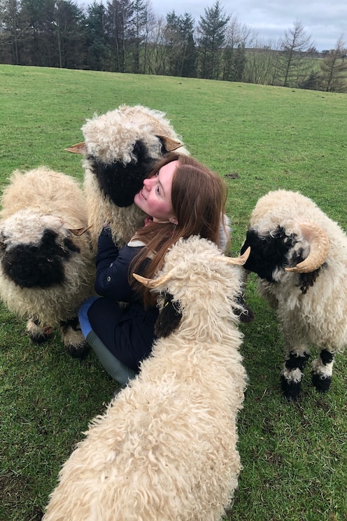 Pastoreando ovelhas em Whitby