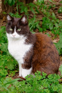 西西奥的猫咪