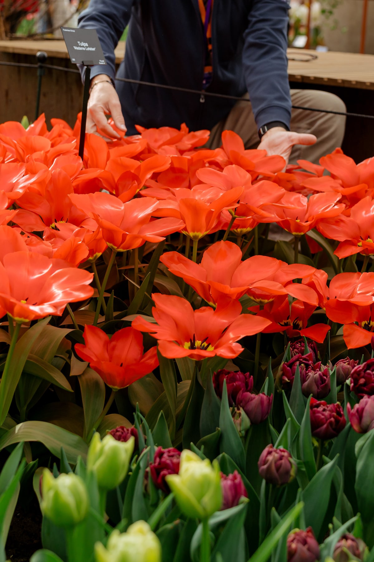 Explore The Million Tulips and Windmill Tour · ☆4.99