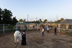 Whisper with Marwari horses