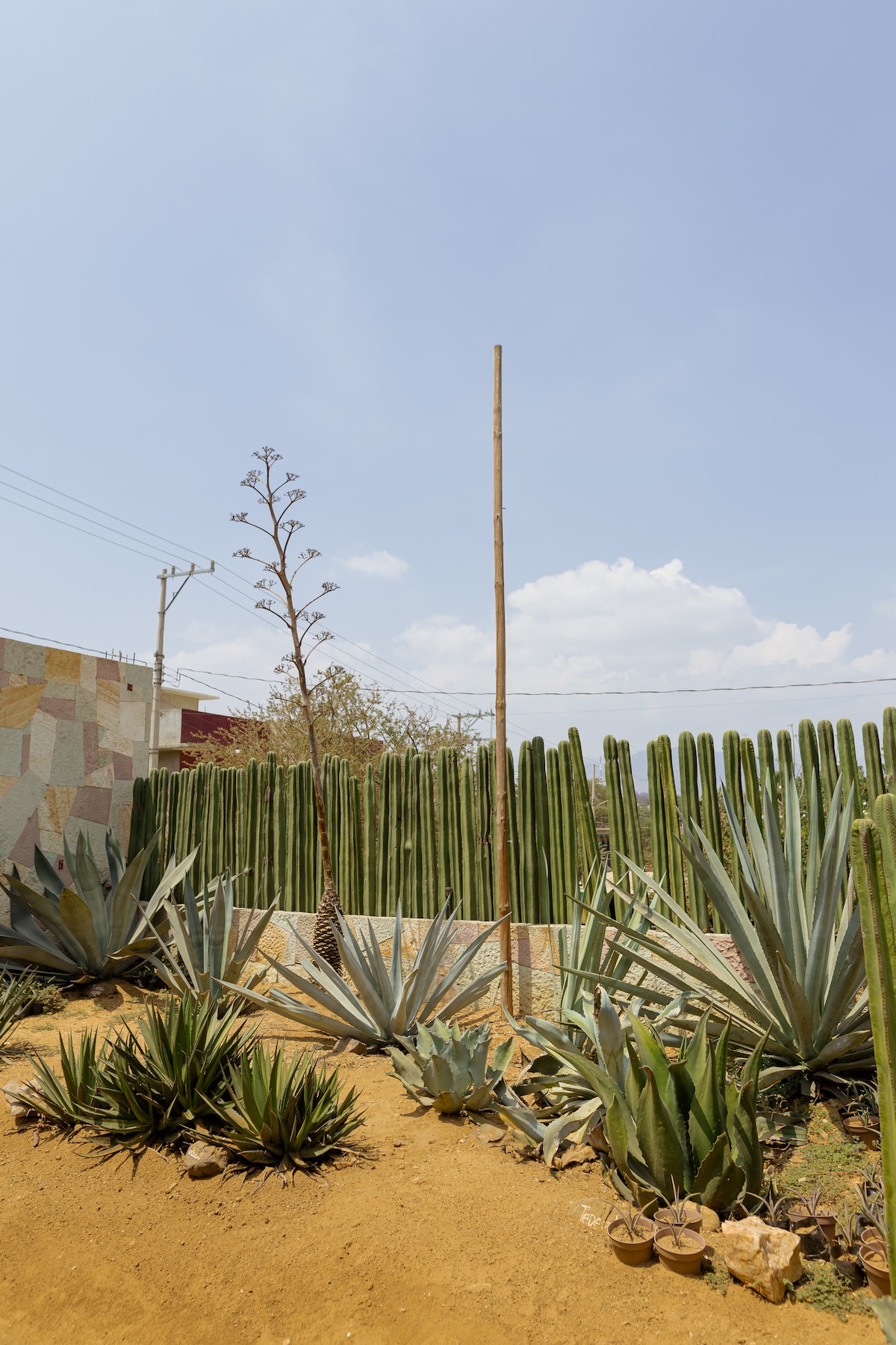 Learn about the last ancestral mezcal in Oaxaca · ☆4.97