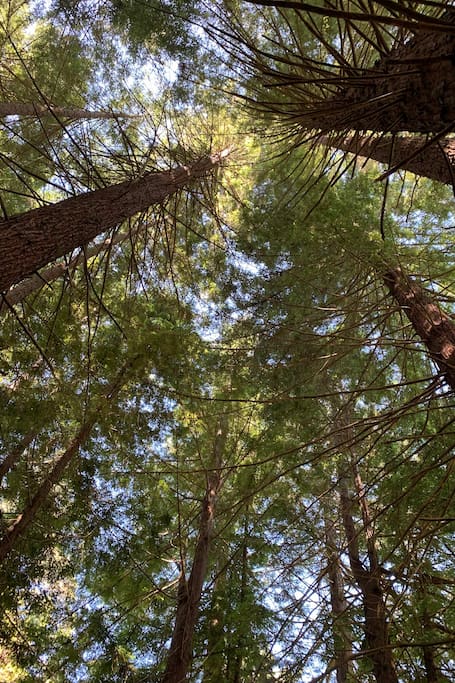 Naturspaziergang Durch Die Redwoods