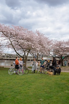 Bike around Portland roses, art and bridges