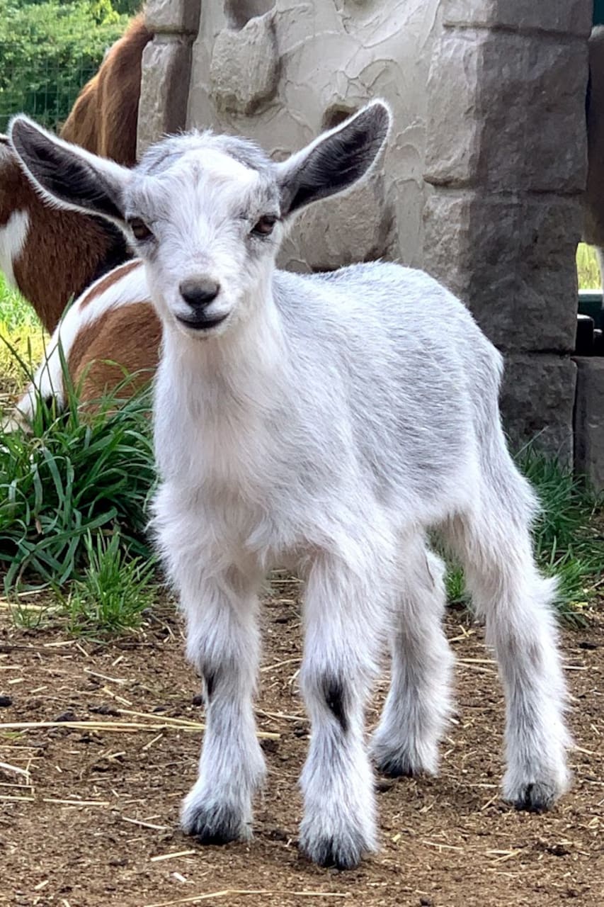 Barn Full Of Goats Airbnb Barn Full Of Goats Airbnb