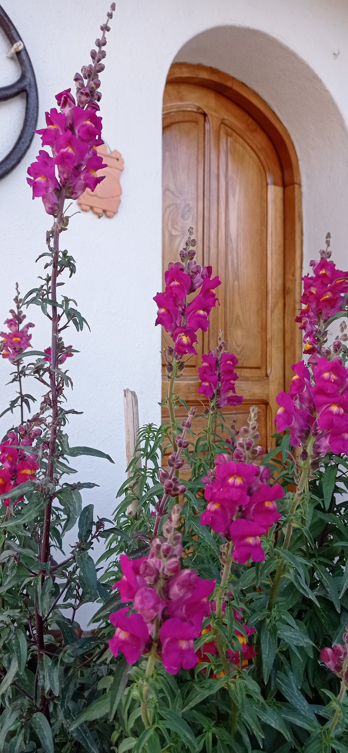Vibrant pink flowers with tall spikes are seen in the foreground, framing a wooden door with an arched entrance. The white wall behind creates a contrasting backdrop, enhancing the colorful display of the blossoms.