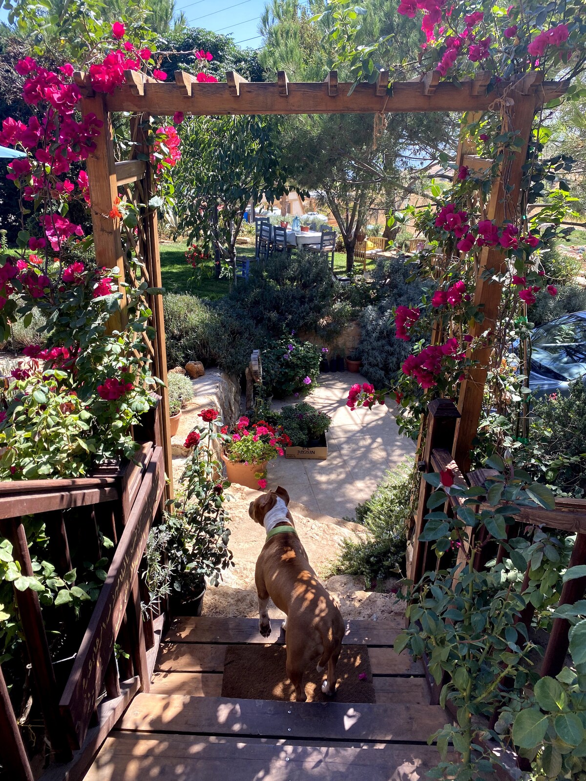 A wooden staircase descends into a vibrant garden, framed by flowering bougainvillea. A dog is seen walking down the steps, with lush greenery and potted plants visible in the surroundings, creating an inviting outdoor space.