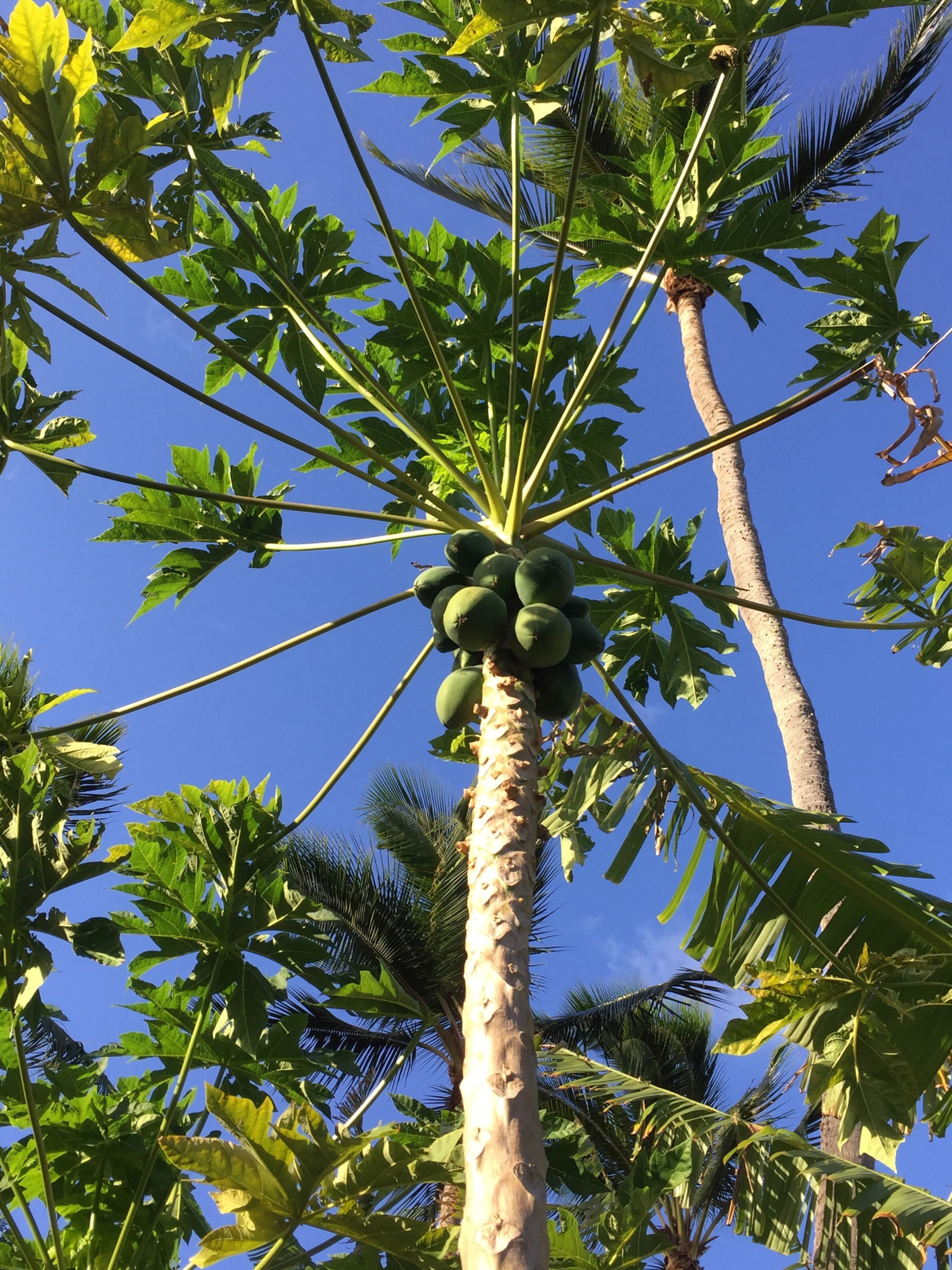 2/2 Partial Ocean View w/AC, Kiahuna Poipu Beach - Photo 46