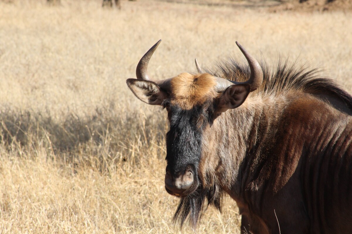 A wildebeest is captured in the image, showcasing its prominent curved horns and distinctive dark fur. It stands in a grassy field, surrounded by dry golden grasses, with trees visible in the background.