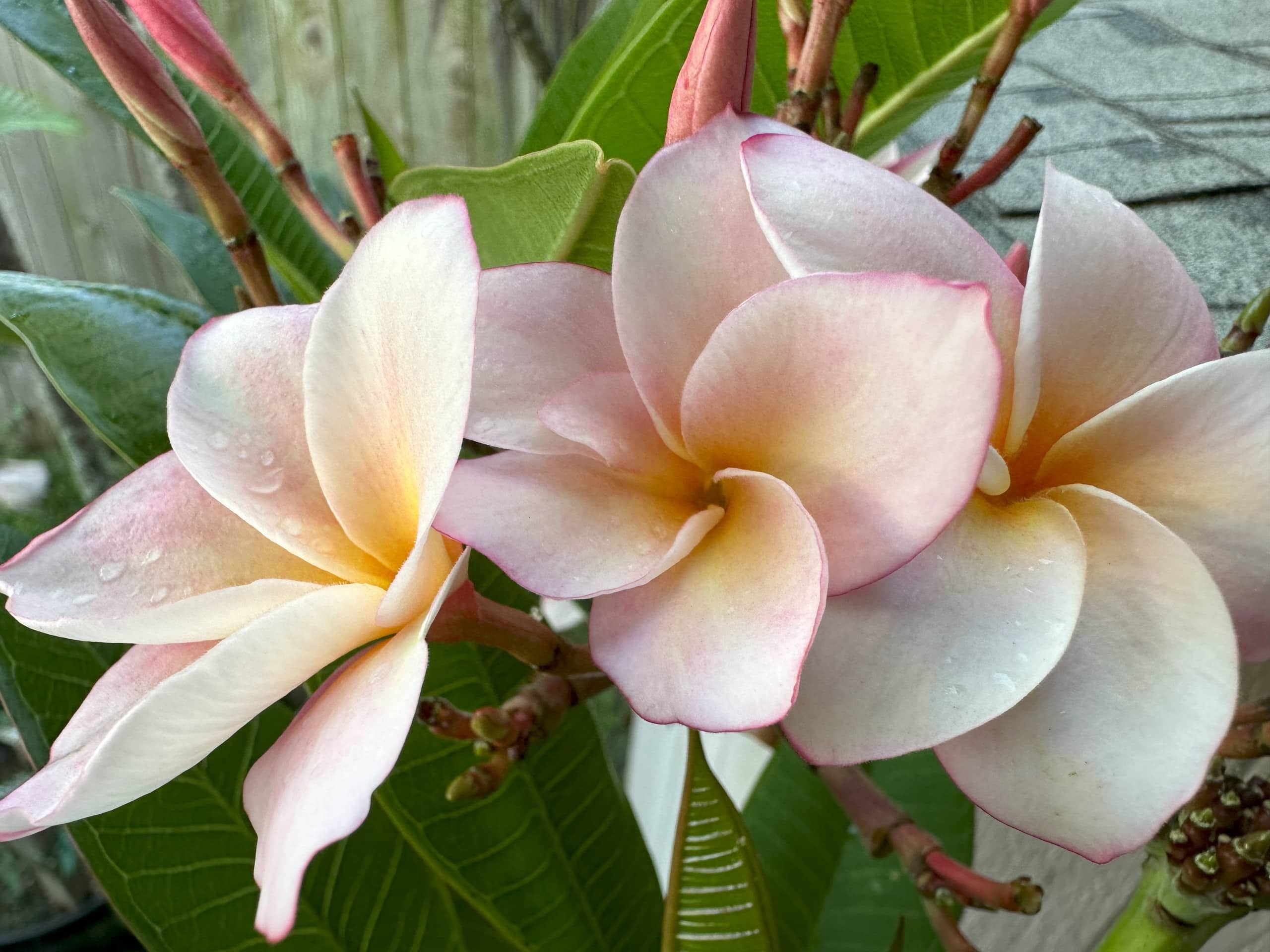 Aloha Paradise Beach - Image 28