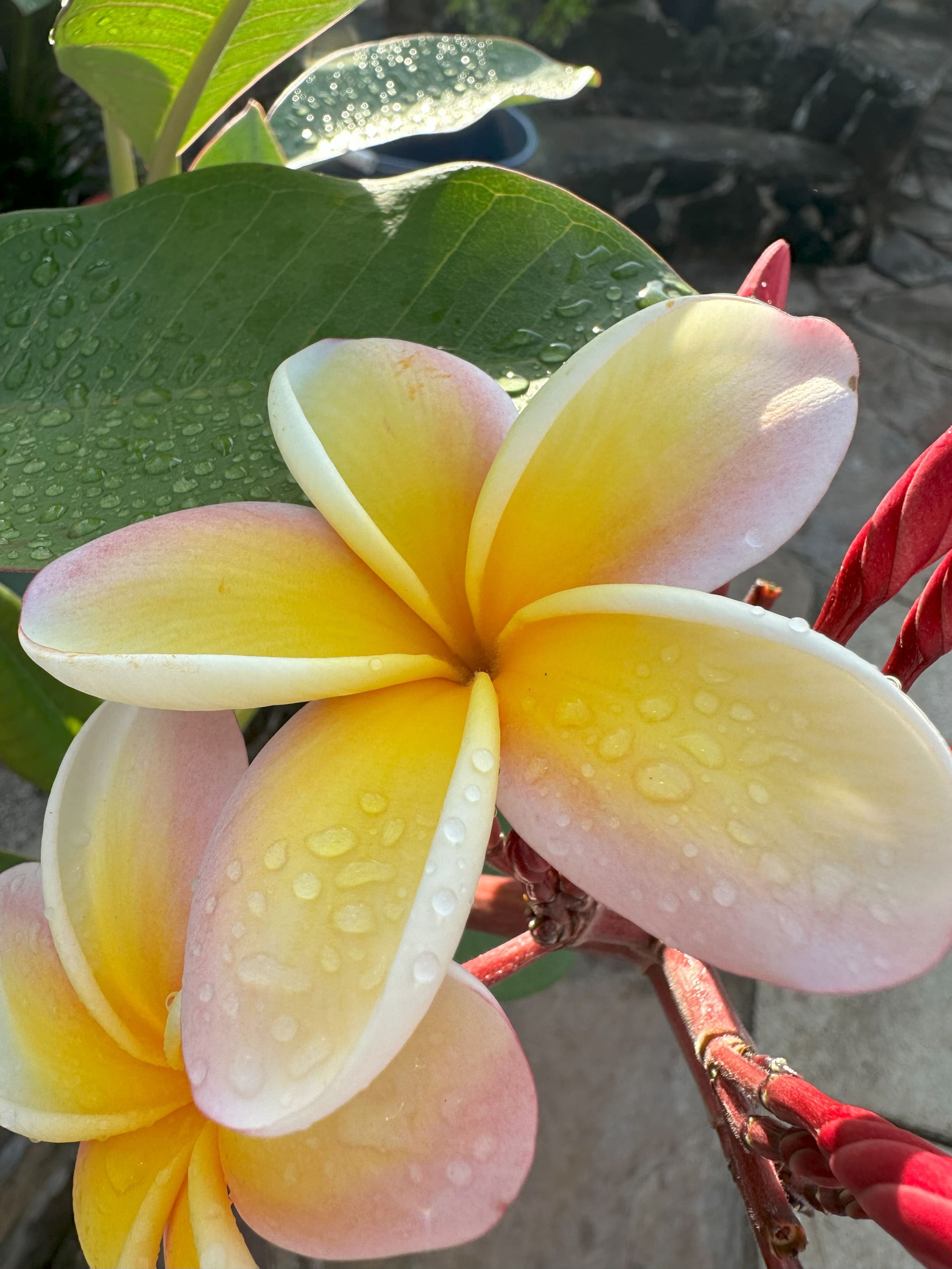 Aloha Paradise Beach - Image 27