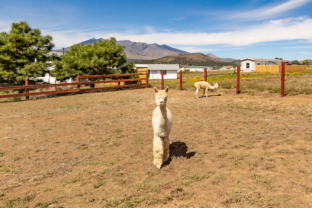 Private Guesthouse on Alpaca Ranch in Flagstaff - Farm stays for 