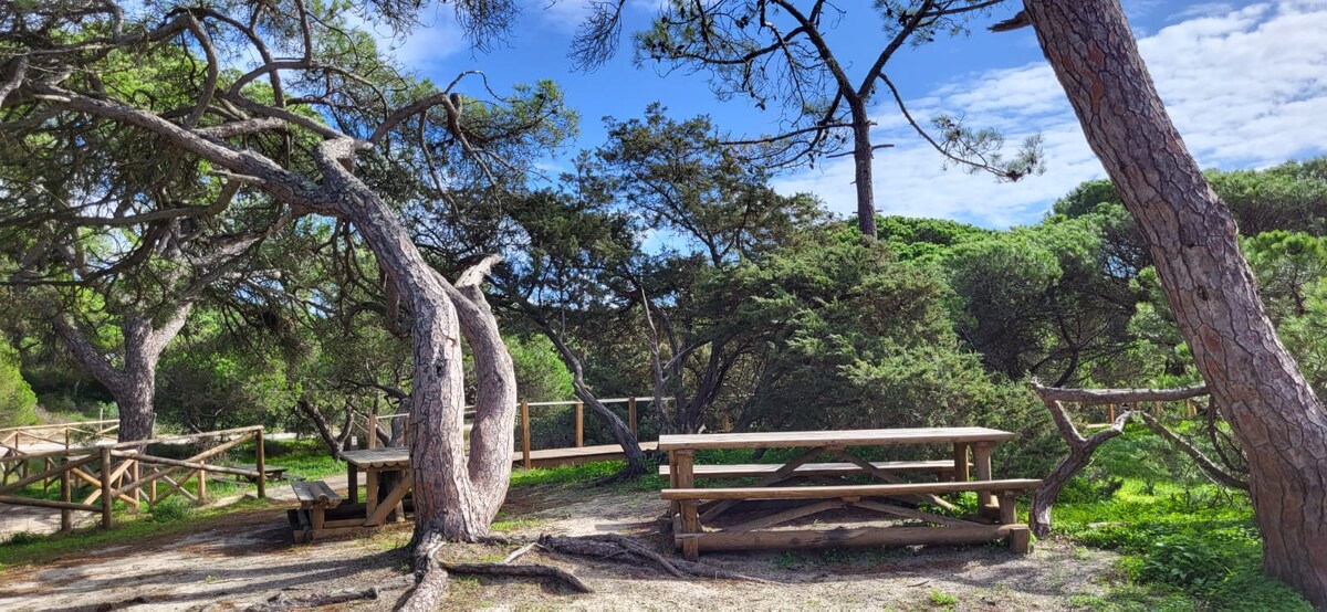 A natural outdoor space is surrounded by tall trees, creating a shaded area. A wooden picnic table is positioned among the greenery, inviting gathering. The sky is partly cloudy, with soft light filtering through the foliage.