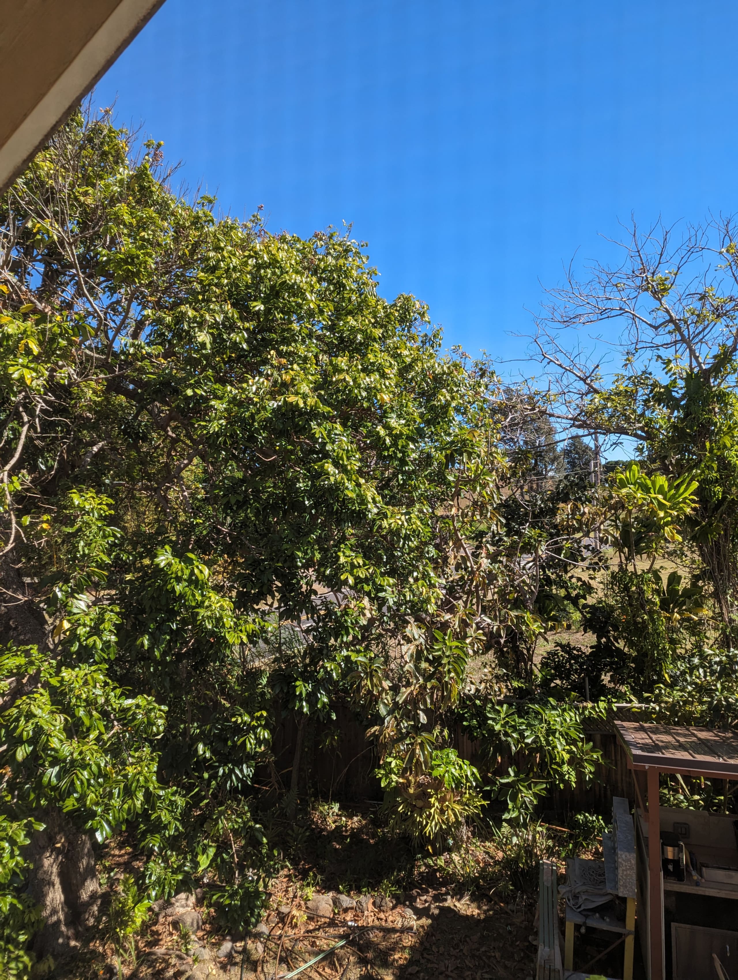 Home in Haiku-Pauwela · ★4.88 · 1 bedroom · 1 bed · 1 private bath - Image 6