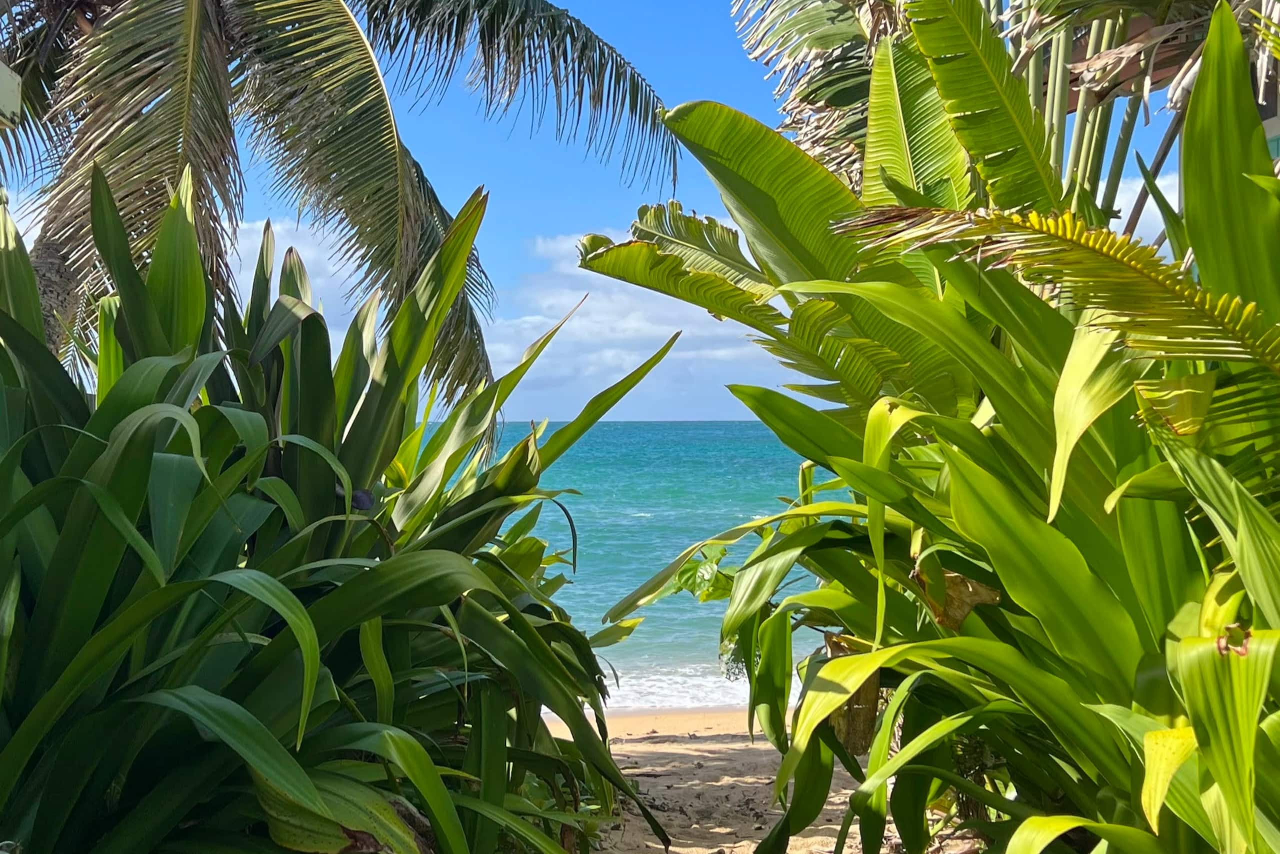 Guesthouse in Hauula · ★4.93 · 1 bedroom · 2 beds · 1 private bath - Image 12