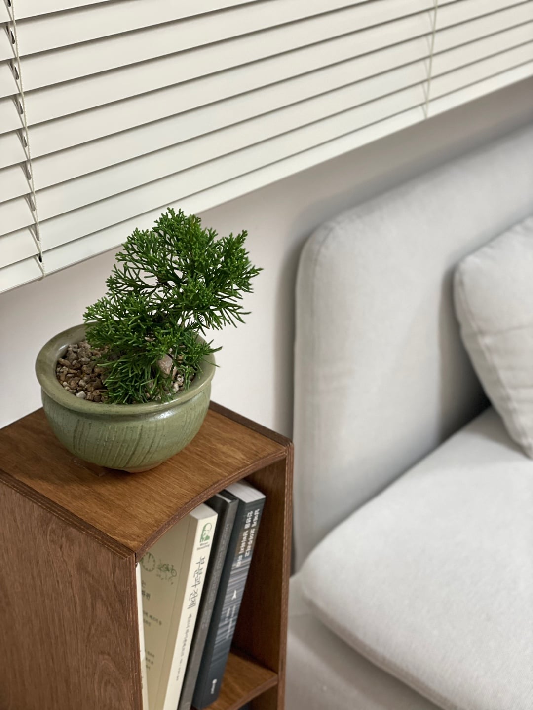 A small, green potted plant sits atop a wooden shelf beside a light-colored sofa. The plant is accompanied by several books on the shelf, and the window is adorned with horizontal blinds, allowing soft light to filter into the space.