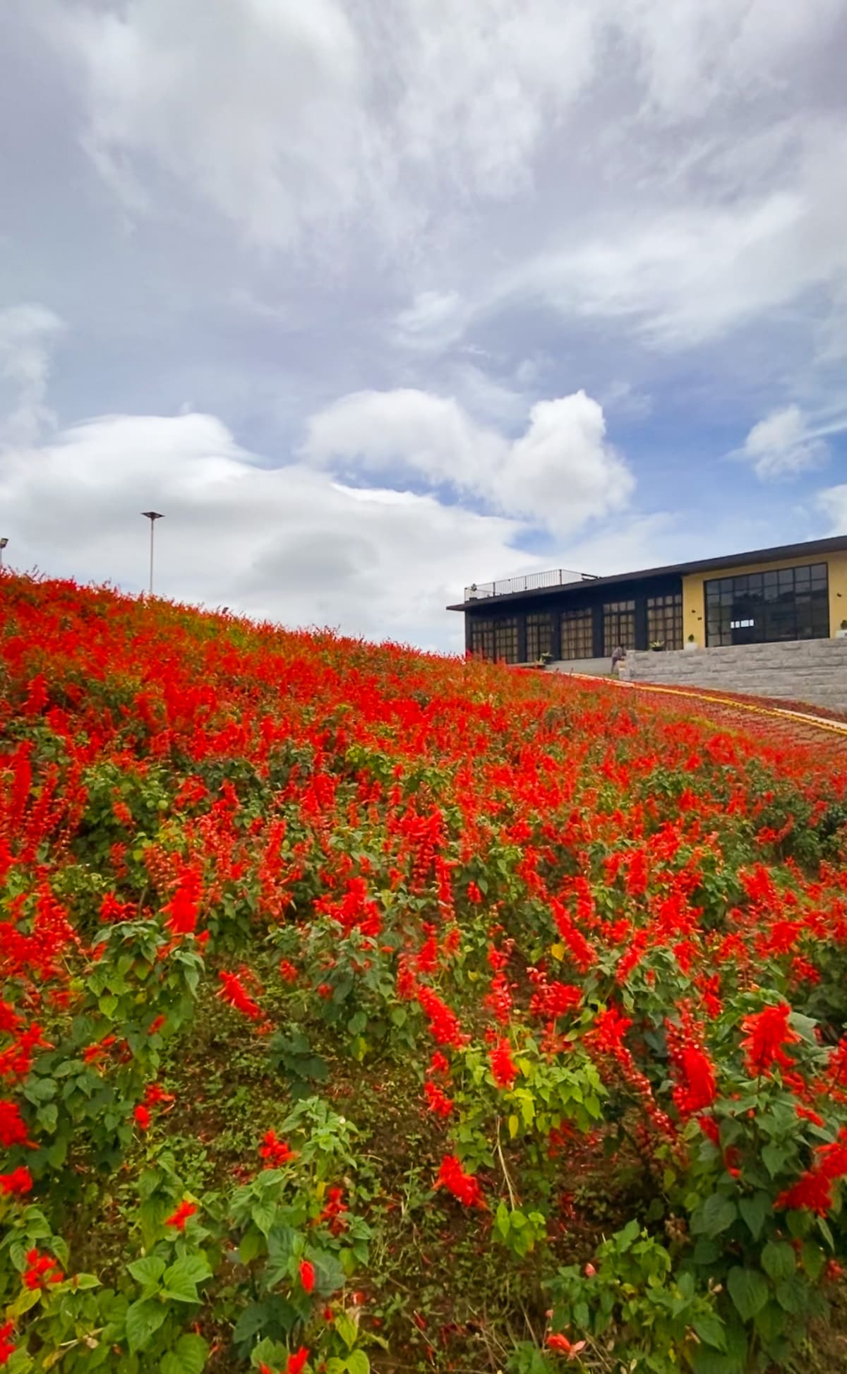 A hillside covered in vibrant red flowers extends toward a modern building in the background. The sky is partly cloudy, adding depth to the scene. The landscape showcases a blend of natural beauty and architectural design.