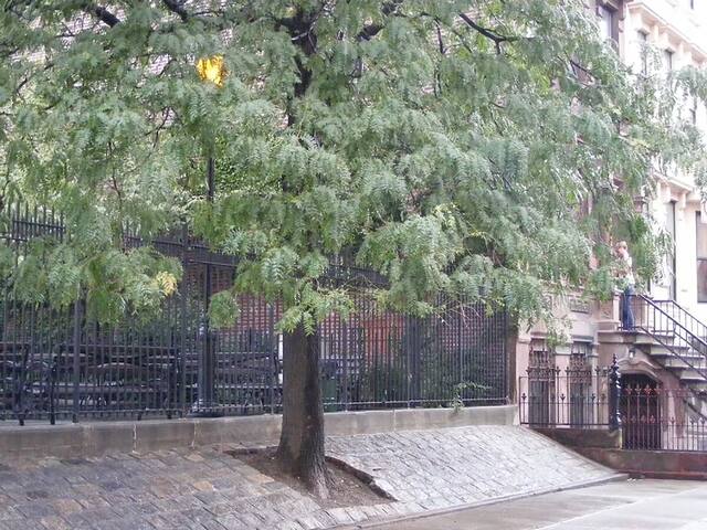 Casa Tua Harlem (Short term) gallery image 2