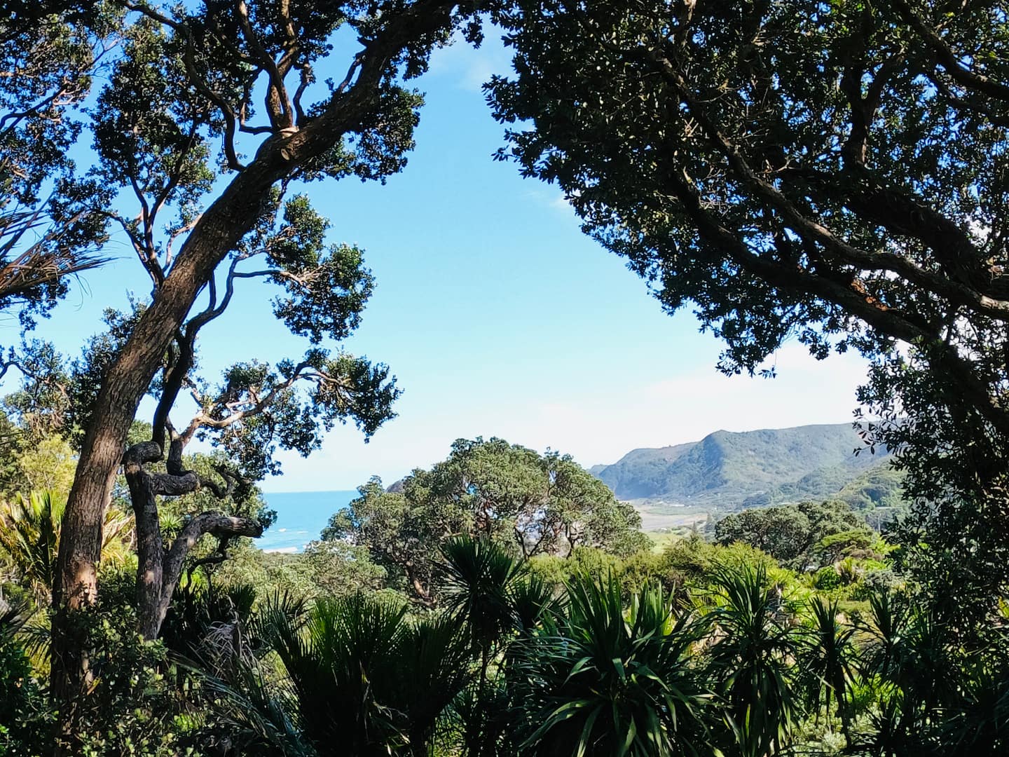 Piha Treehouse 2