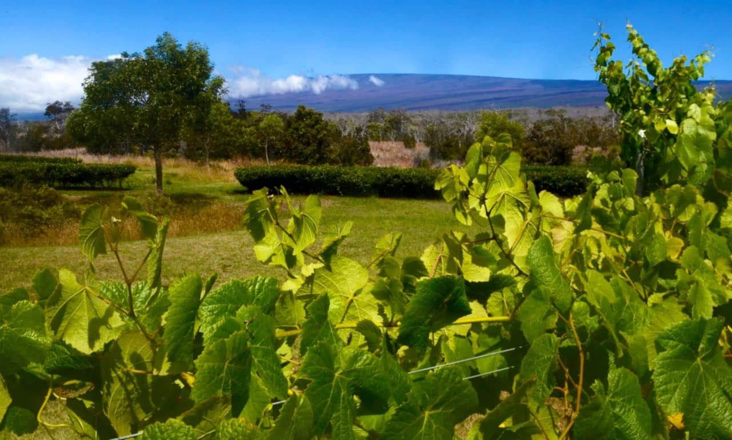 Home in Volcano · ★4.7 · 2 bedrooms · 3 beds · 1 private bath - Image 70