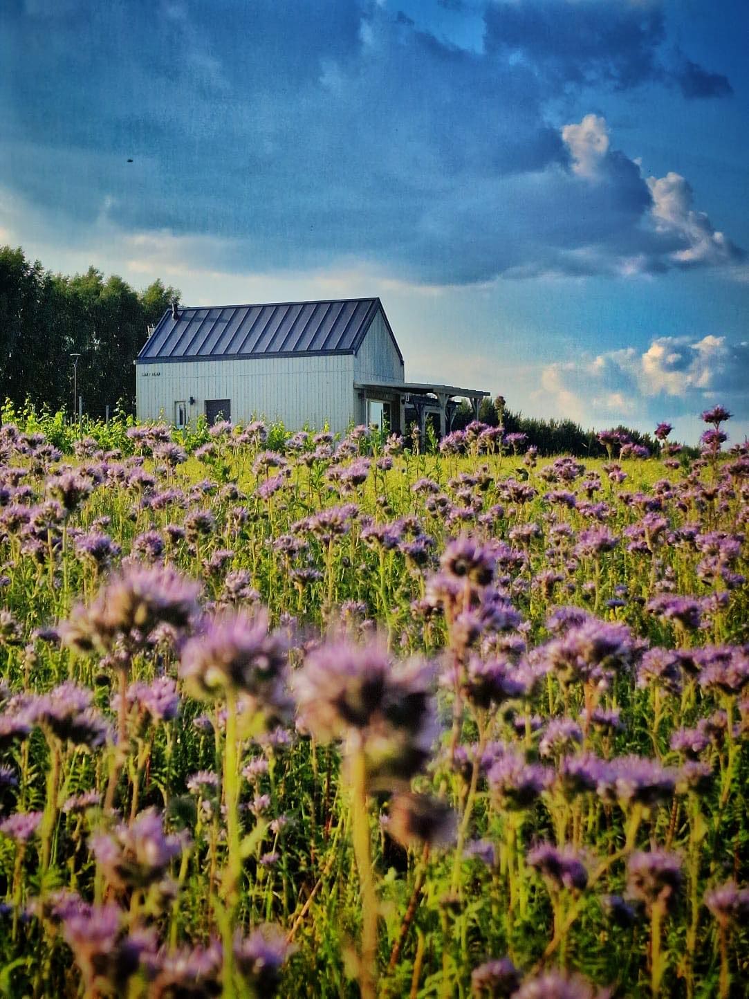 A charming building is set against a backdrop of blue sky and scattered clouds. Surrounding it, a field of purple flowers adds a vibrant touch. The structure features a metal roof and a front porch, suggesting a peaceful rural atmosphere.