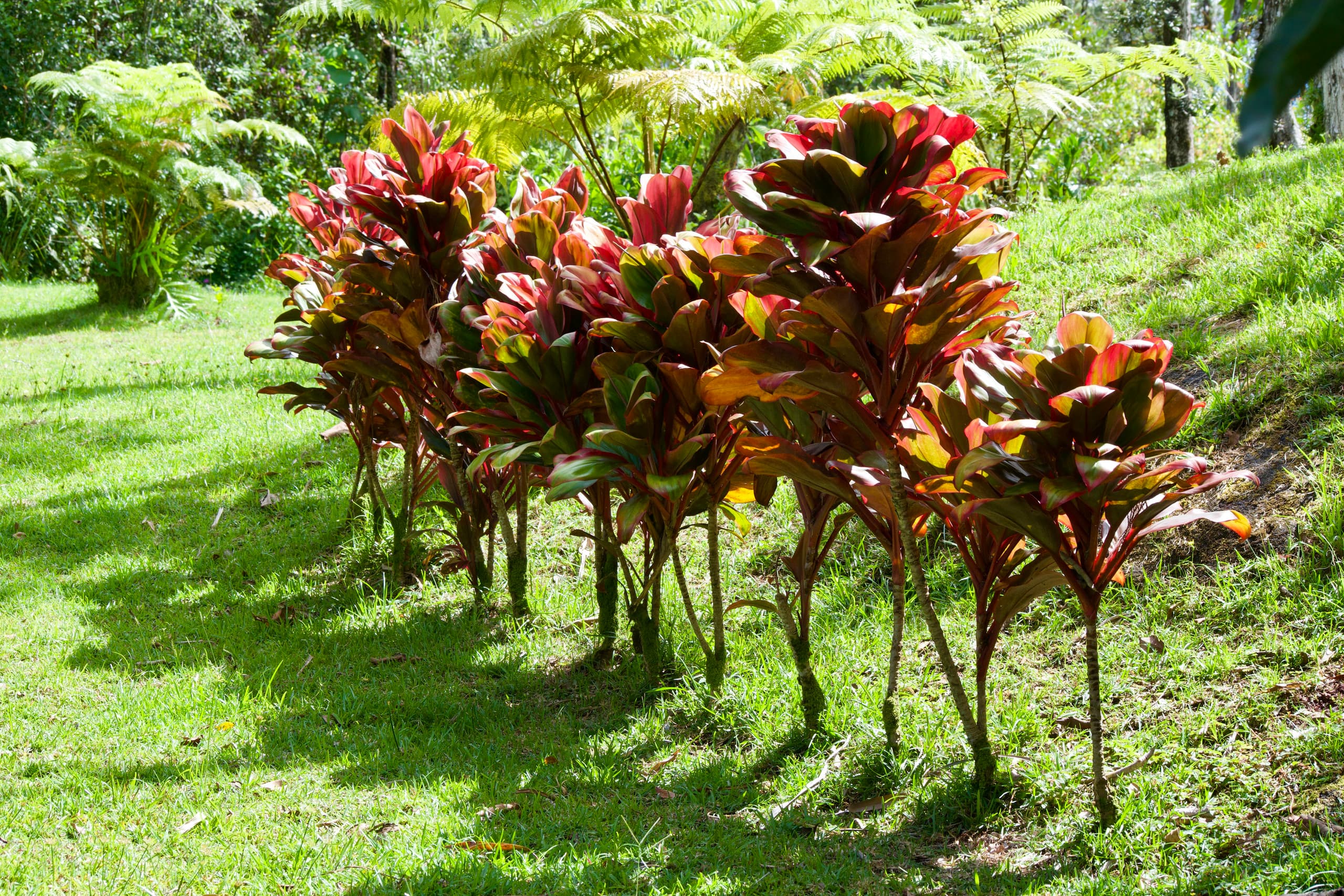 Home in Keaau · ★4.92 · 2 bedrooms · 4 beds · 2 private baths - Image 28