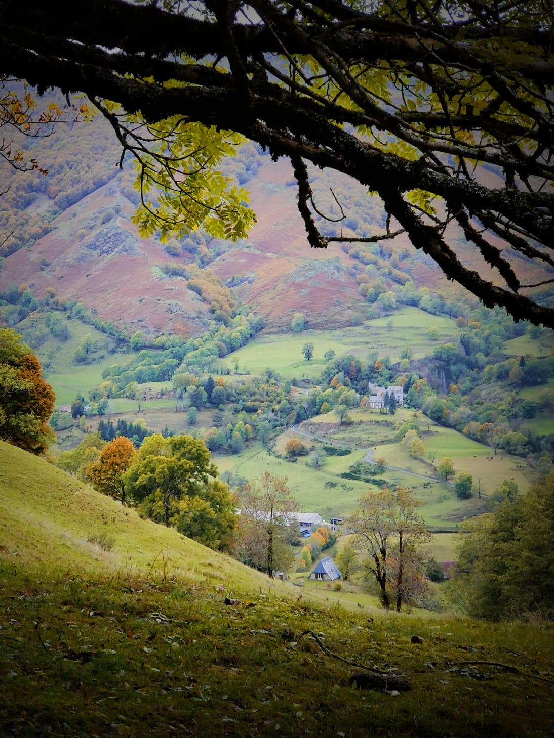 Rolling green hills are framed by branches, revealing a serene landscape dotted with trees in varying autumn hues. A small village can be seen nestled in the valley, surrounded by the warm tones of the changing season.