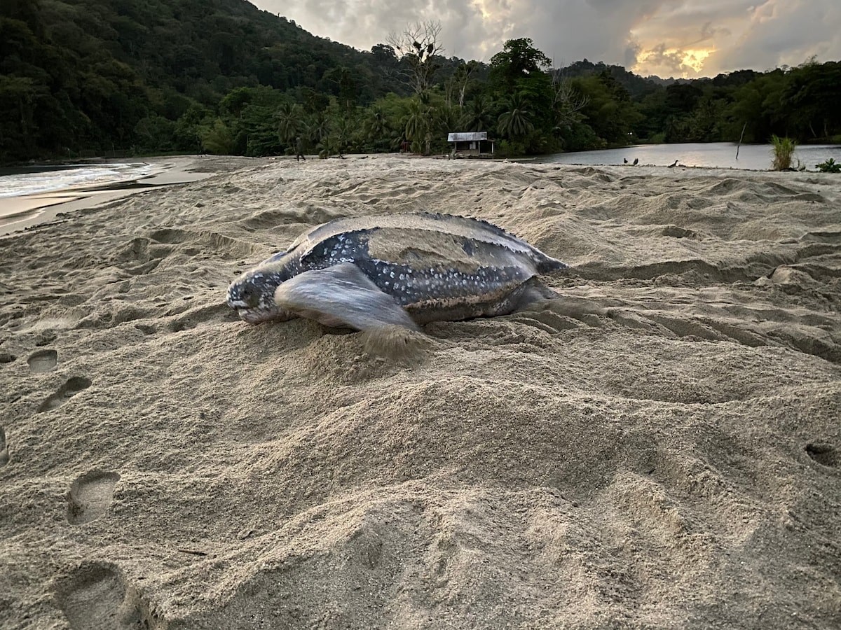 A large leatherback turtle is seen resting on a sandy beach, surrounded by gentle waves and lush greenery. The turtle's textured shell is marked with a pattern of white spots, while the background features trees and a hint of a wooden shelter near the river mouth.