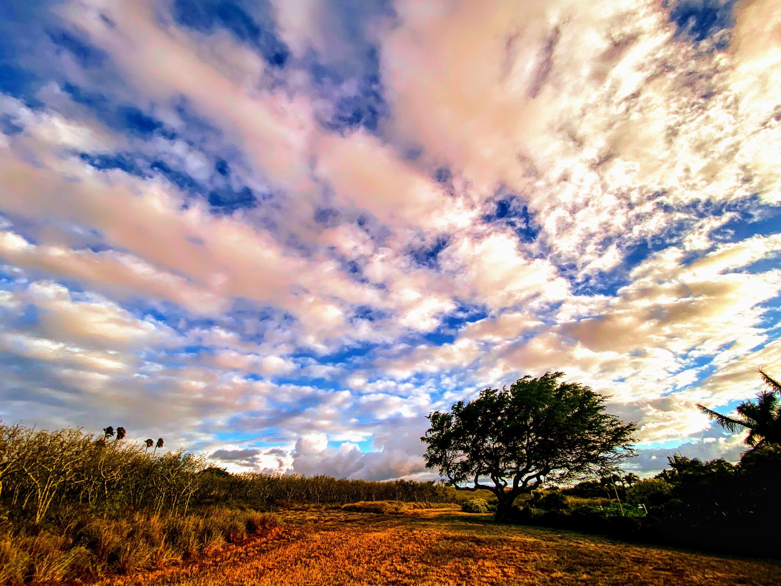 Aloha Cottage Upcountry Epic Views in Kohala - Photo 50