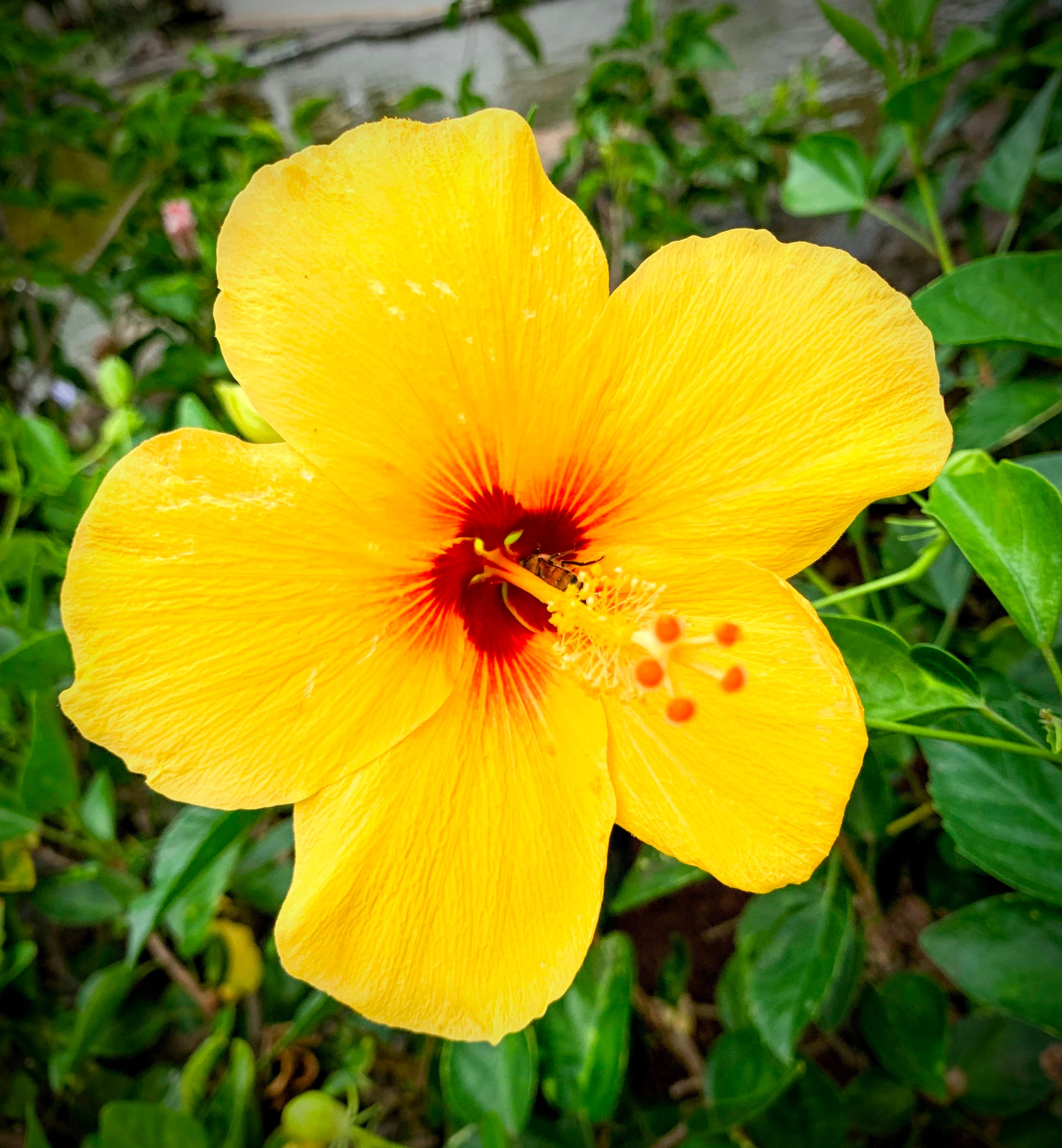 Walk to Beach, Shops, Dining, Family & Beach gear - Photo 36