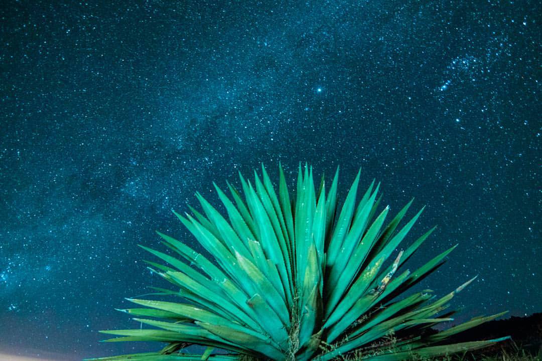A vibrant green plant is illuminated under a star-filled night sky, showcasing the Milky Way's vastness and clarity. The contrasting colors of the plant and the darkness of the night create a serene and enchanting scene.