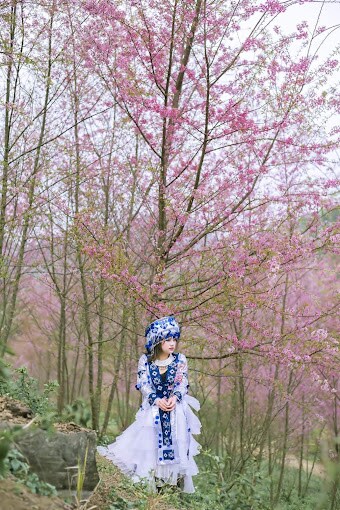 A figure stands gracefully among blooming pink trees, dressed in traditional attire characterized by a blue and white color scheme. The soft petals create a serene backdrop, enhancing the natural beauty of the scene. Sturdy rocks and greenery frame the ground beneath.