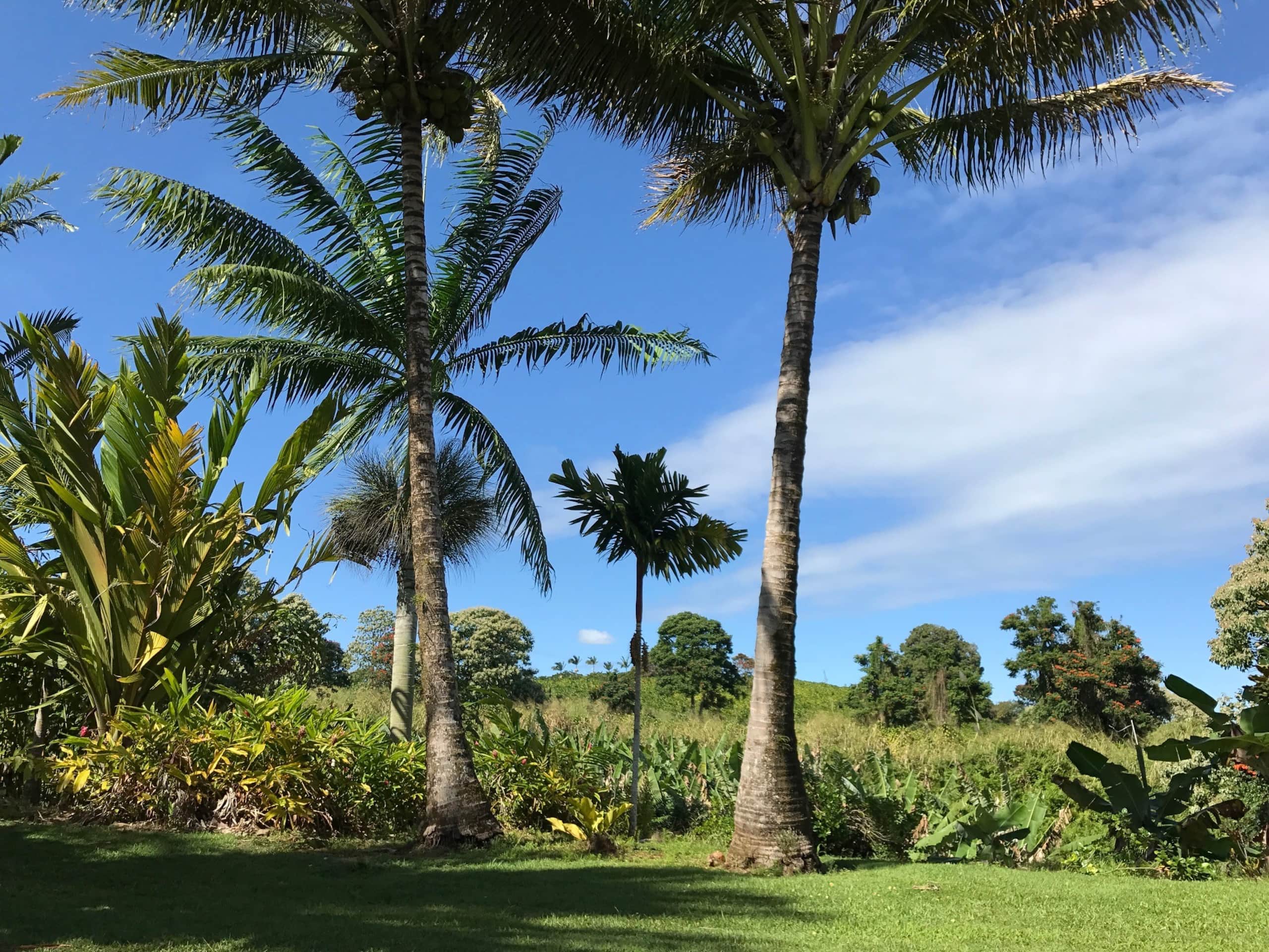 Home in Papaikou · ★5.0 · 1 bedroom · 1 bed · 1 bath - Photo 25