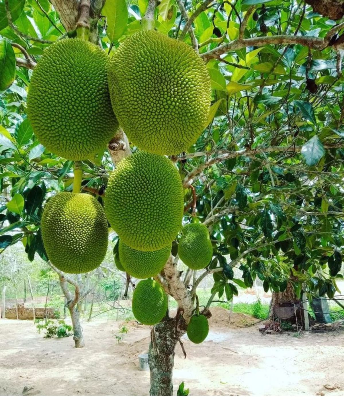 A jackfruit tree features several large, green jackfruits hanging from its branches. The fruits exhibit a spiky texture and vary in size, surrounded by lush green leaves. The background includes a natural landscape with hints of soil and grass, creating a serene outdoor setting.