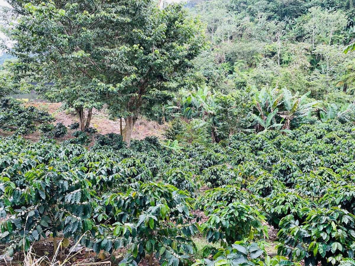A lush coffee plantation is displayed, featuring rows of coffee plants with dark green leaves. Surrounding foliage includes tall trees and banana plants, creating a vibrant and natural landscape. The mountains are visible in the background, providing a serene atmosphere.