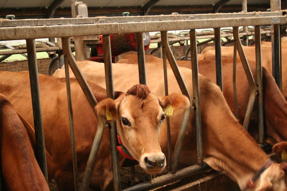 A line of brown cows is seen in a barn setting, each resting behind metal barriers. The cows have tags on their ears, and one cow is positioned closer to the camera, showcasing its gentle expression.