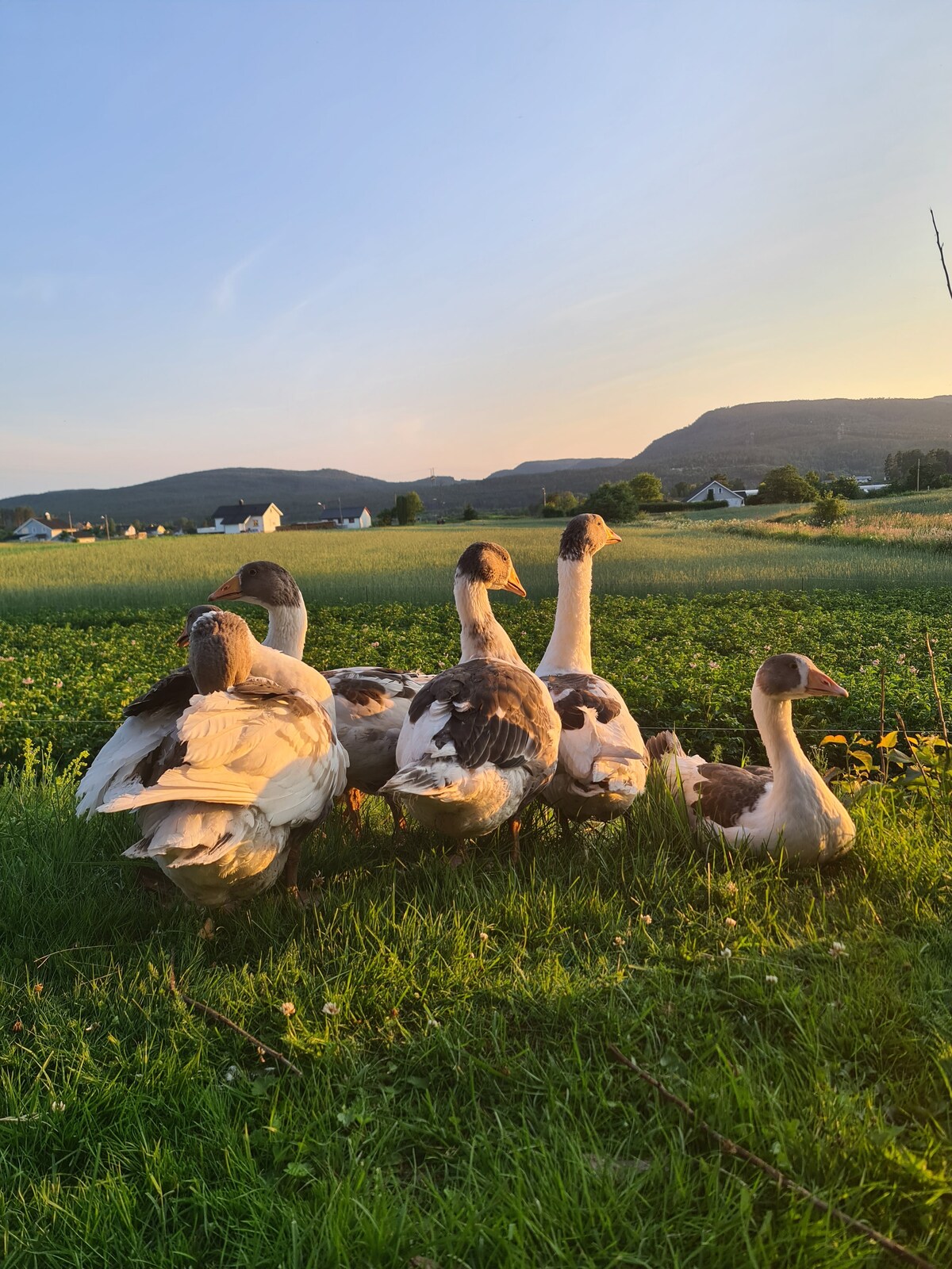 A group of geese is positioned on lush green grass, facing away from the camera. The setting sun casts a warm glow over the landscape, highlighting the rolling hills and distant houses. Fields of clover stretch out in the background.