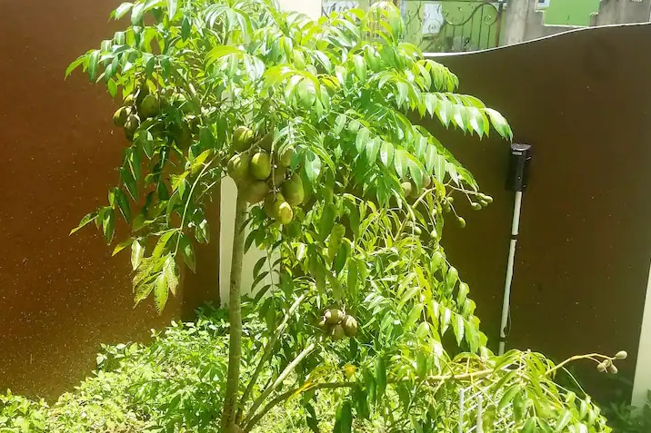 A small fruit tree is shown, featuring lush green leaves and clusters of fruit hanging from its branches. Soft sunlight highlights the vibrant greenery, with a wall and gate visible in the background, creating a serene outdoor space.