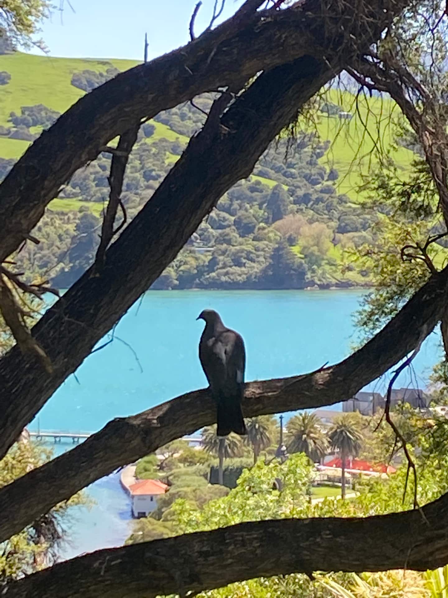 Hilltop Hideaway Akaroa 2