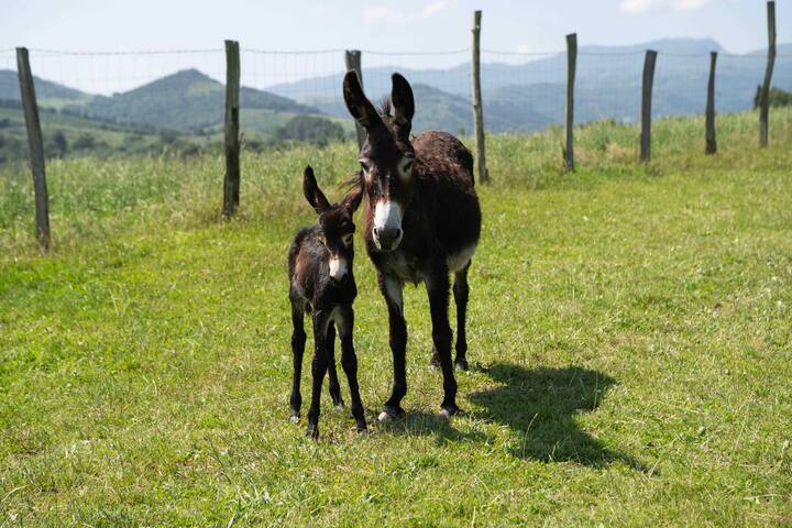 Caserío tradicional vasco entero gallery image 2