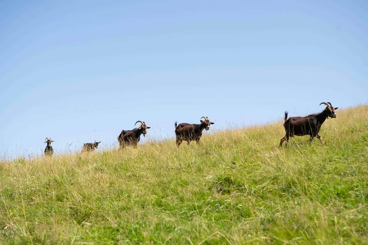 Caserío tradicional vasco entero gallery image 5