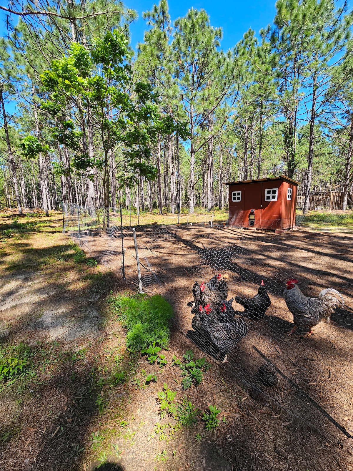 A rustic chicken coop is nestled among tall trees in a sunlit area, surrounded by a fenced yard where chickens are seen foraging on the ground. Sunlight filters through the pine branches, illuminating the natural landscape.