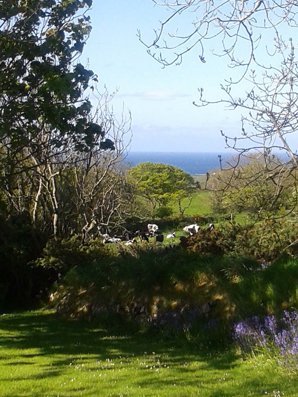A serene view is captured, showcasing lush green fields alongside grazing cows. The horizon features a glimpse of the sea under a clear sky. Leafy trees frame the scene, with vibrant flowers dotting the grassy area, enhancing the natural beauty.