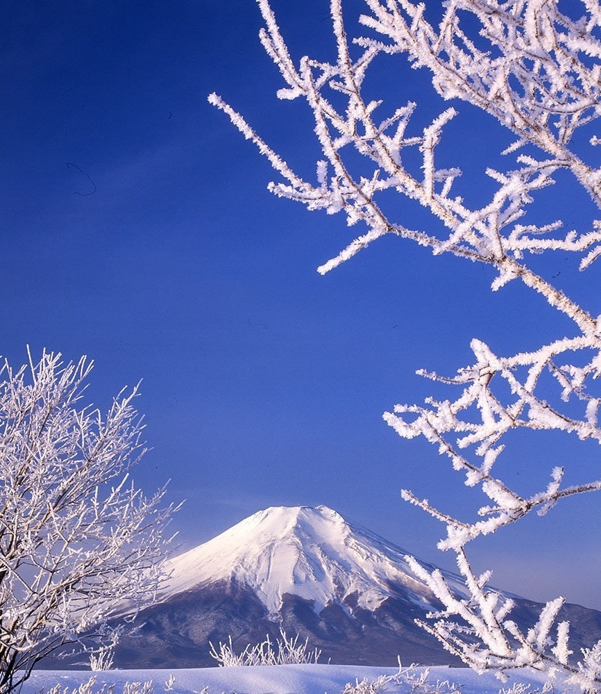 A clear view of Mount Fuji is framed by frosted branches, highlighting the mountain's snow-capped peak against a bright blue sky. The surrounding trees display delicate frost, adding a serene winter atmosphere to the landscape.
