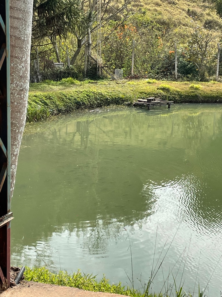 A serene fishing pond is visible, surrounded by lush greenery and trees. Ripples create gentle patterns on the water's surface, reflecting the surrounding landscape. A wooden platform for fishing is positioned on the pond, providing a convenient spot for anglers.