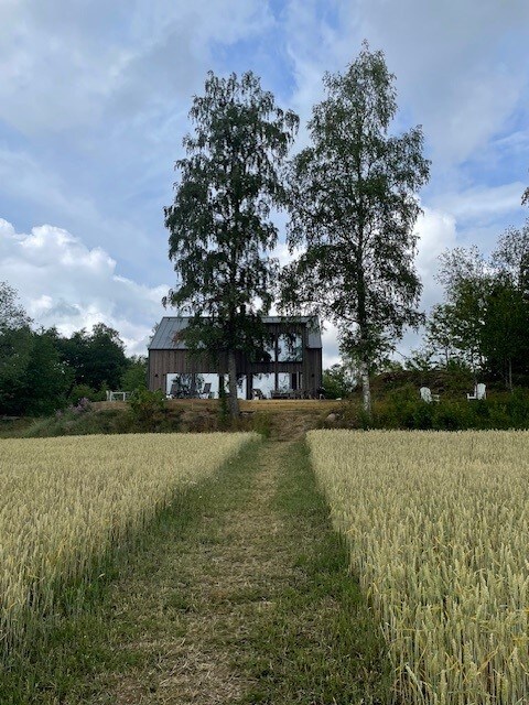 A modern house is framed by tall trees, standing amidst golden fields. A narrow path leads towards the home, which features large windows that provide a view of the surrounding nature and greenery. The structure's clean lines contribute to its unique character.