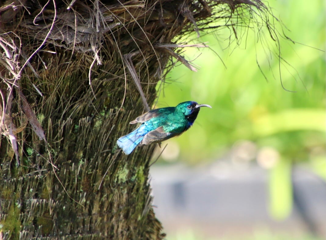 A vibrant bird is captured in flight, showcasing its iridescent green and blue plumage. The bird's slender body and elongated beak are prominently featured against a blurred background of lush greenery, emphasizing its lively presence in the natural habitat.