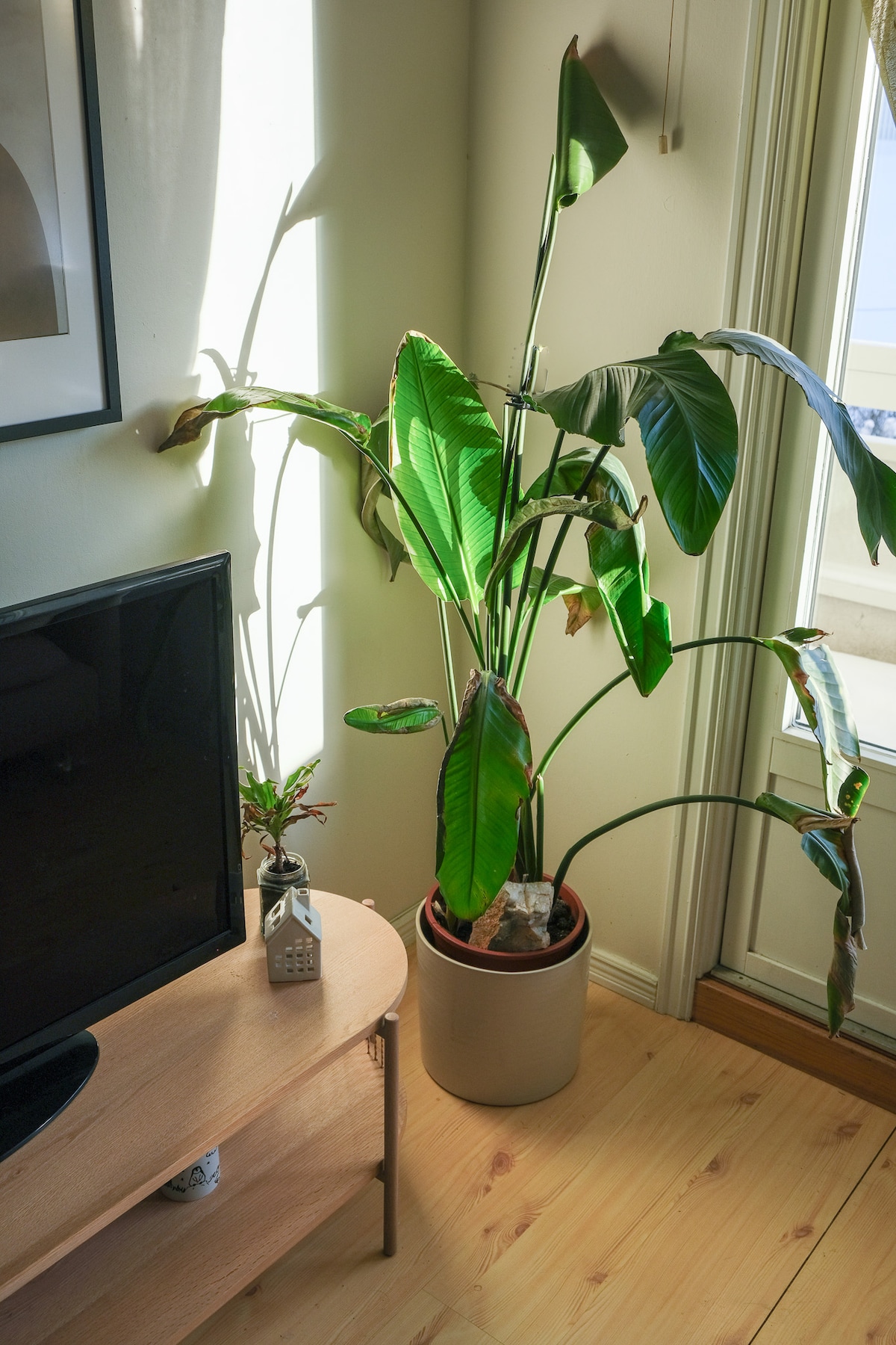 A corner of the living room features a tall indoor plant in a decorative pot, positioned beside a light-colored wooden entertainment unit. Natural sunlight filters in through the nearby window, casting soft shadows on the floor and enhancing the room's calming atmosphere.