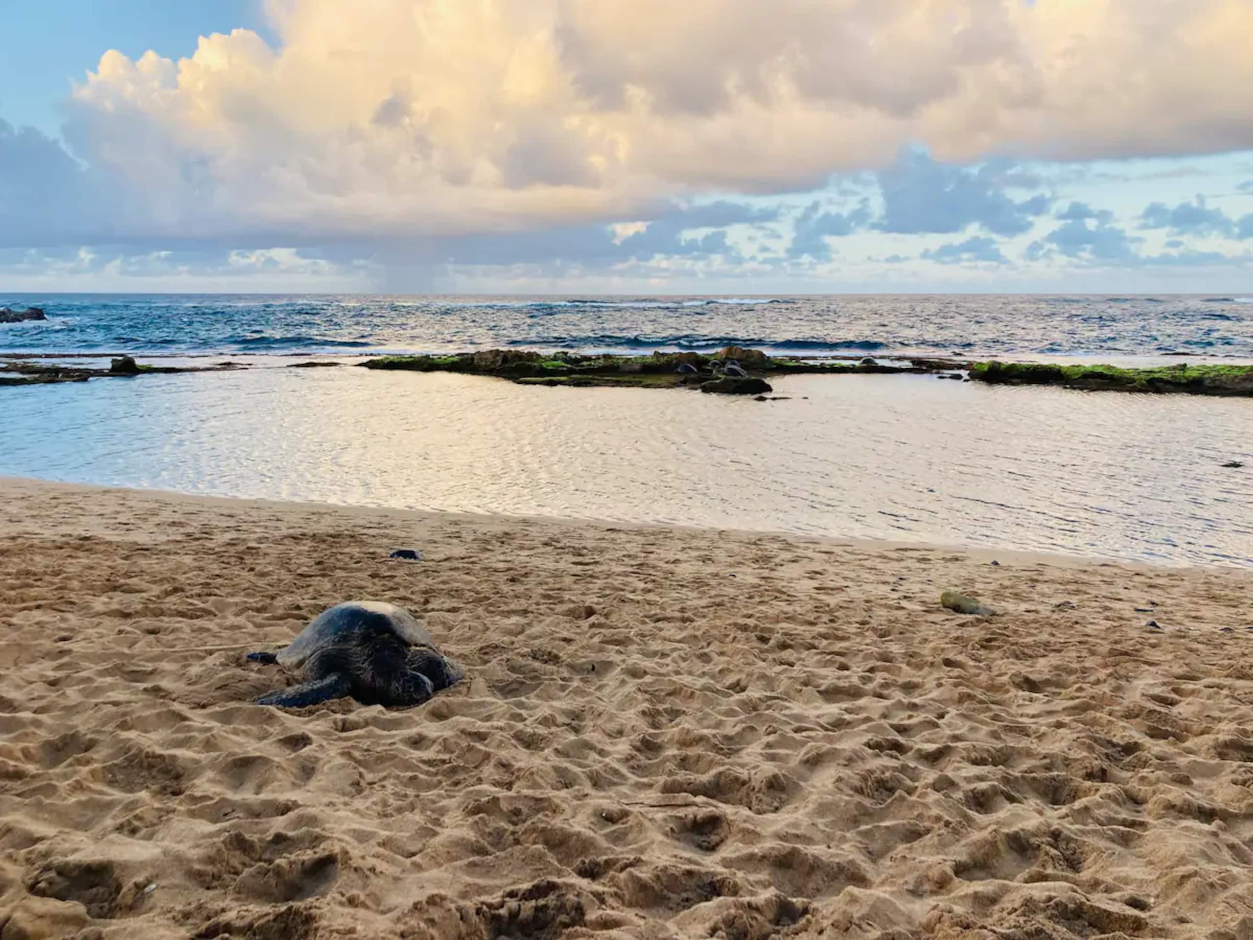 Ku'au Paia - Walk to the Beach! - Image 54