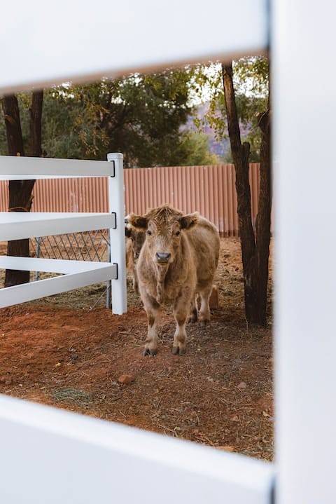Canyon View Farmstay: Mini Cows! Hot Tub